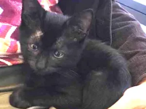 Gato raça Srd idade 2 a 6 meses nome Berenice