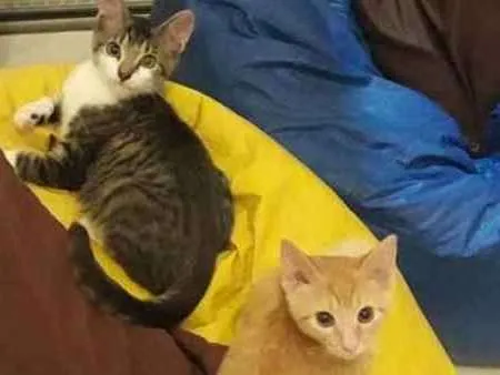 Gato ra a SRD idade 7 a 11 meses nome Cadinho e Fonseca