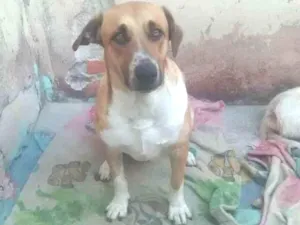 Cachorro raça Pastor alemão e labrador idade 3 anos nome Maya