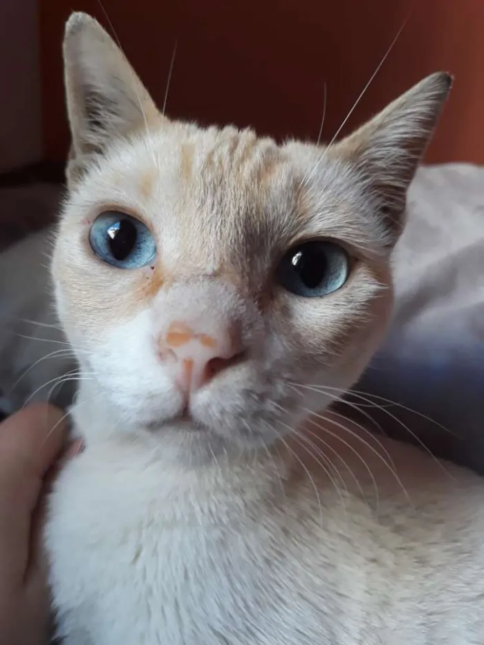 Gato ra a SRD idade 7 a 11 meses nome Marrie