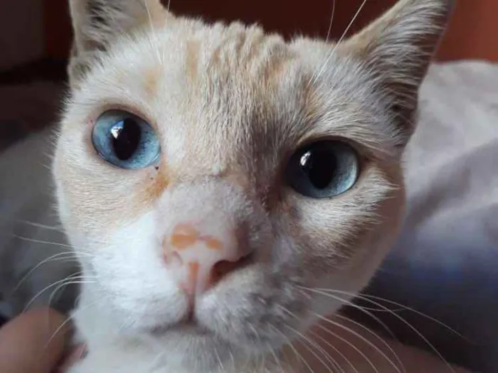 Gato ra a SRD idade 7 a 11 meses nome Marrie