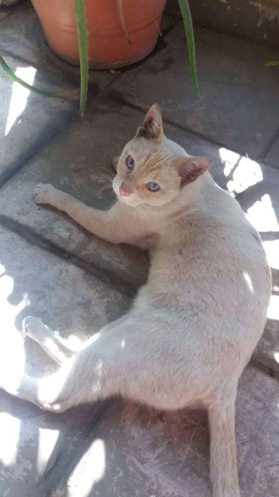 Gato ra a SRD idade 7 a 11 meses nome Marrie