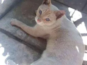 Gato raça SRD idade 7 a 11 meses nome Marrie