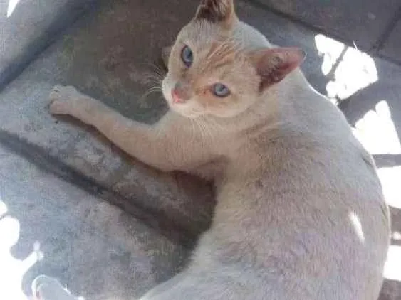 Gato ra a SRD idade 7 a 11 meses nome Marrie
