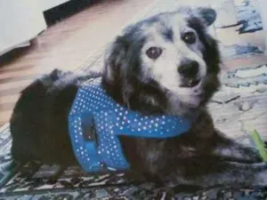 Cachorro raça Não definida idade 6 ou mais anos nome Bred