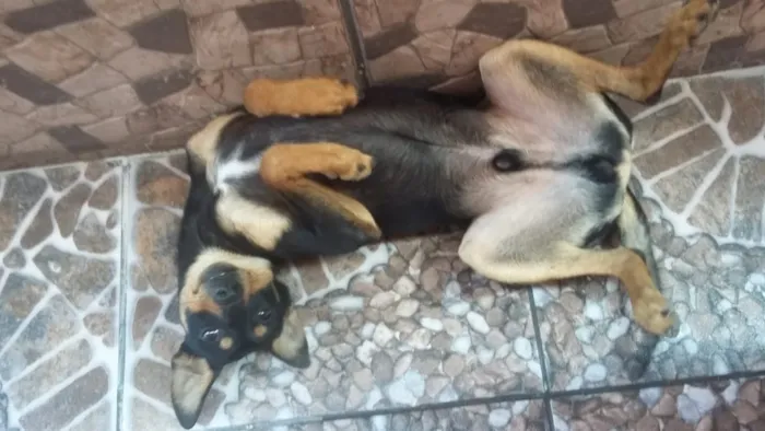 Cachorro ra a SRD idade 1 ano nome Lupi