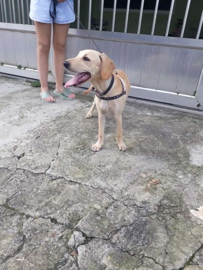 Cachorro ra a Mix labrador idade 2 a 6 meses nome Nick