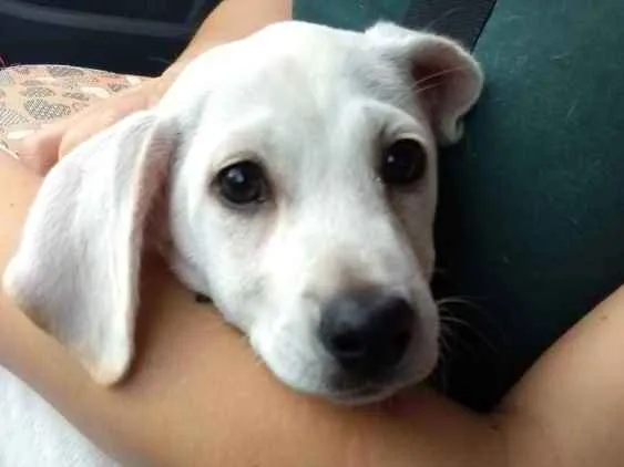 Cachorro ra a Mix labrador idade 2 a 6 meses nome Nick