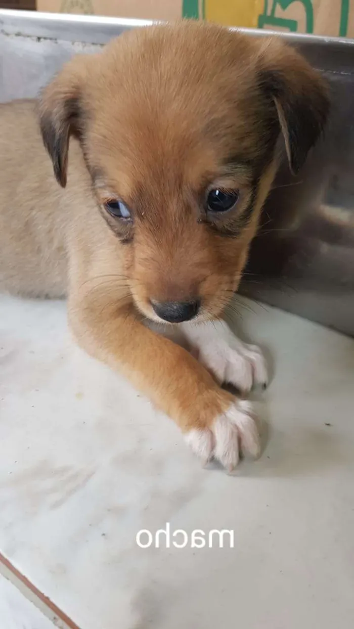 Cachorro ra a Srd idade 2 a 6 meses nome Sem nome