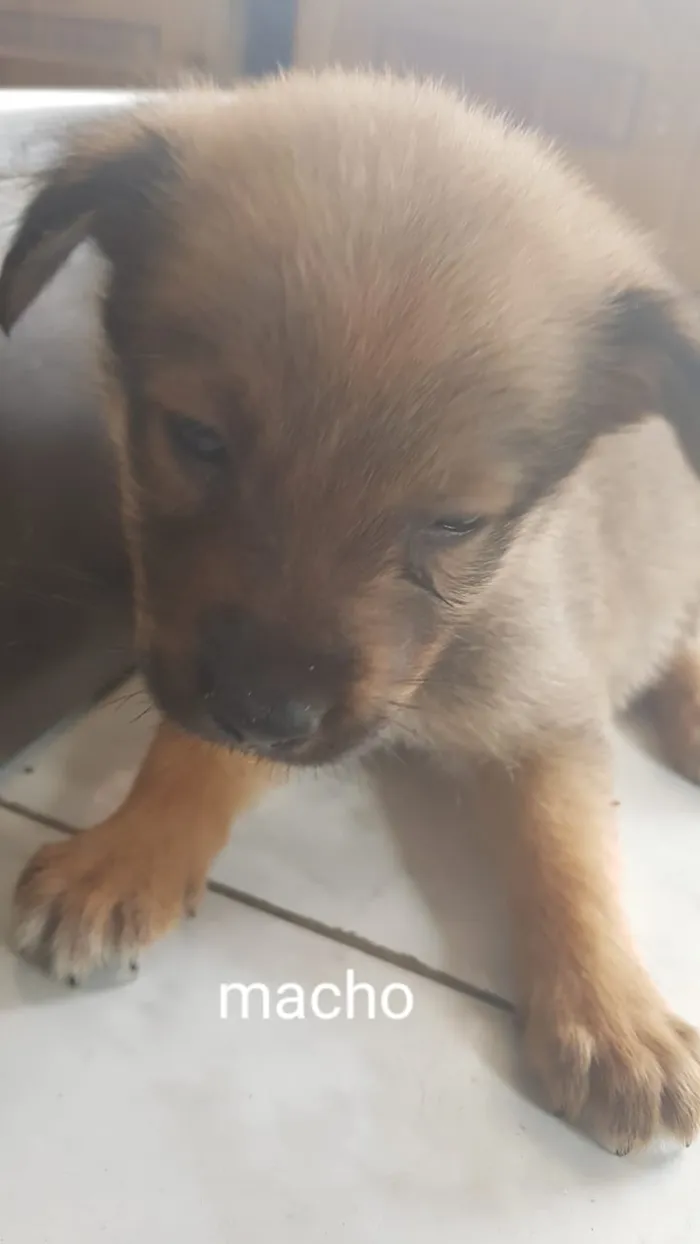 Cachorro ra a Srd idade 2 a 6 meses nome Sem nome