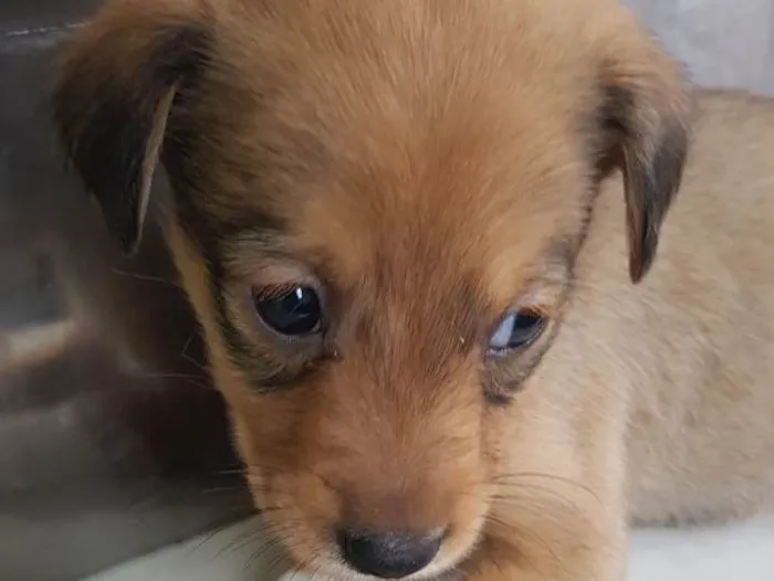 Cachorro ra a Srd idade 2 a 6 meses nome Sem nome