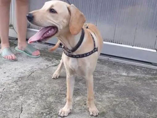 Cachorro ra a Mix labrador idade 2 a 6 meses nome Nick
