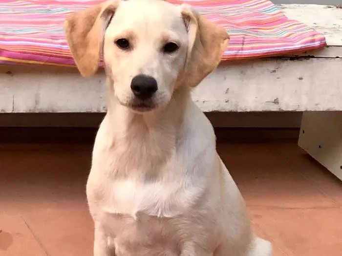 Cachorro ra a Mix Labrador  idade 2 a 6 meses nome Max