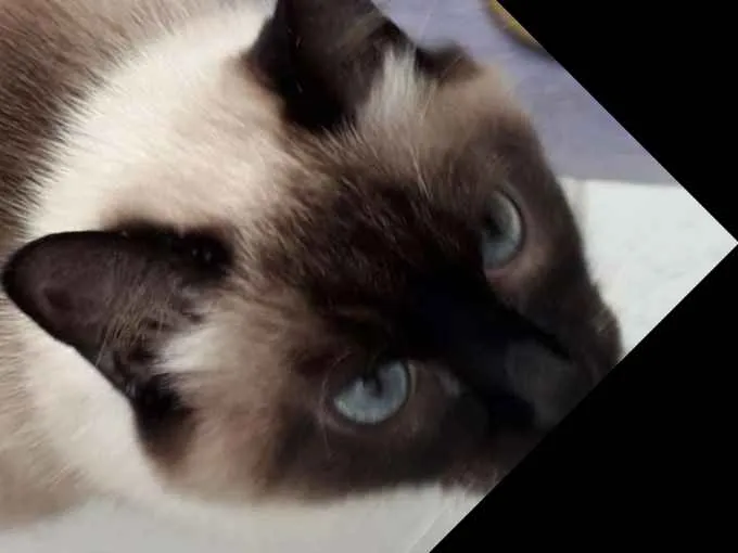 Gato ra a Siamês  idade 2 anos nome Não tem
