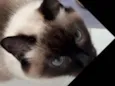 Não tem