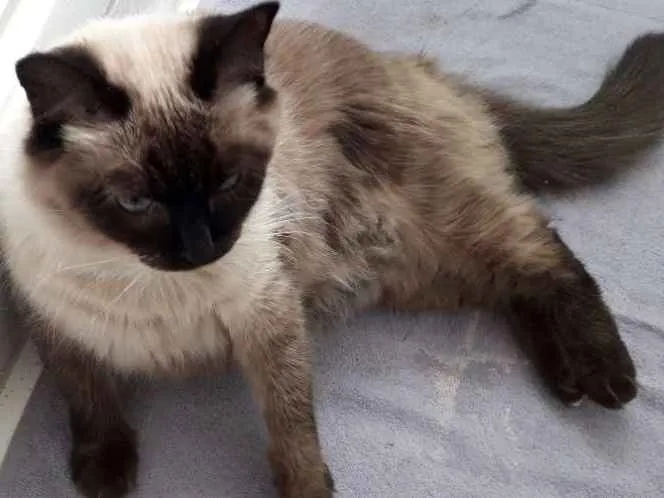 Gato ra a Siamês  idade 2 anos nome Não tem