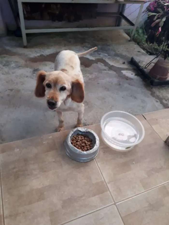 Cachorro ra a Mestiça de Collie  idade 5 anos nome Mel