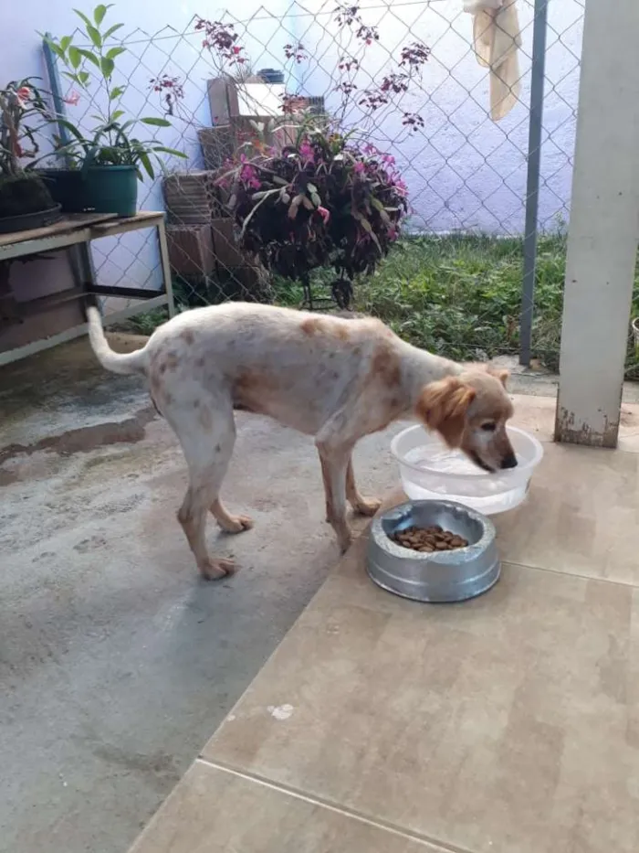 Cachorro ra a Mestiça de Collie  idade 5 anos nome Mel