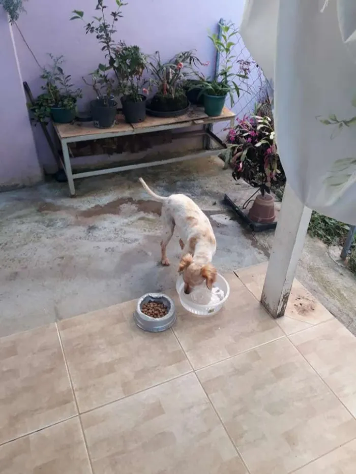 Cachorro ra a Mestiça de Collie  idade 5 anos nome Mel