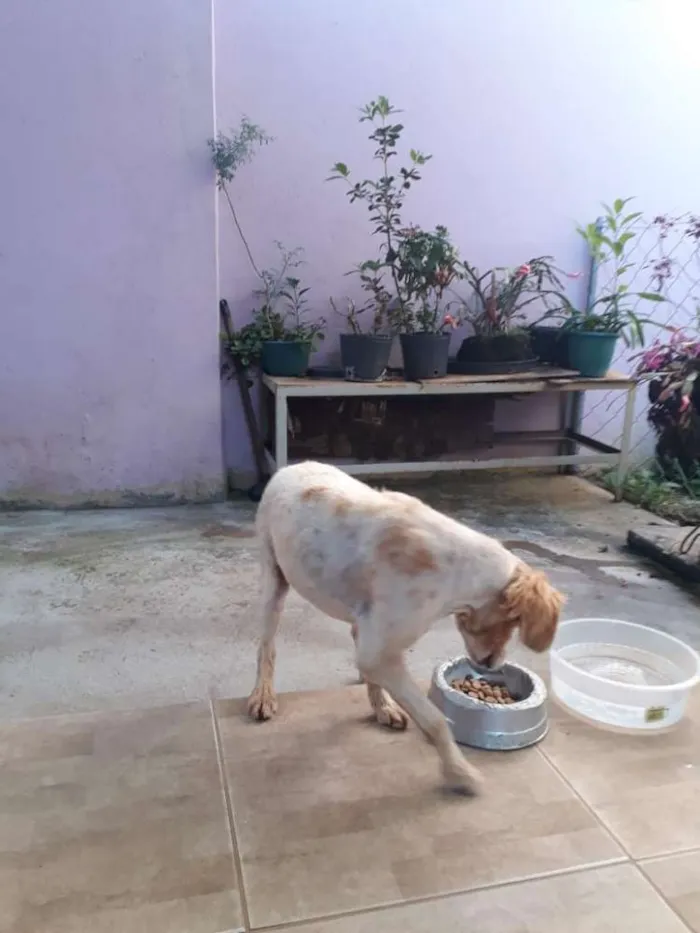 Cachorro ra a Mestiça de Collie  idade 5 anos nome Mel
