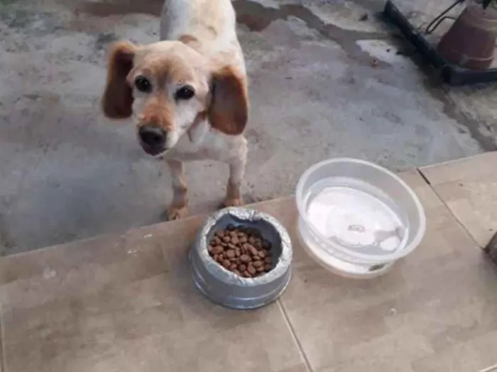 Cachorro ra a Mestiça de Collie  idade 5 anos nome Mel