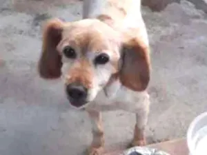 Cachorro raça Mestiça de Collie  idade 5 anos nome Mel