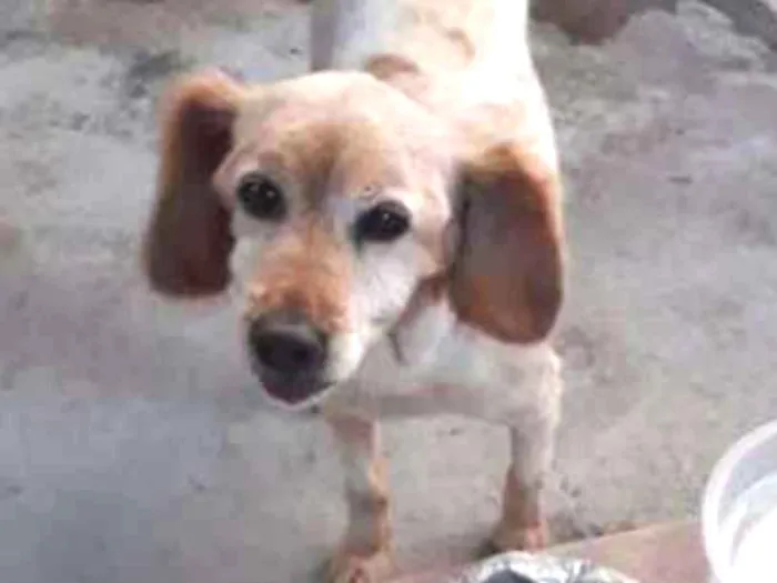 Cachorro ra a Mestiça de Collie  idade 5 anos nome Mel