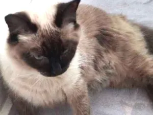 Gato raça Siamês  idade 2 anos nome Não tem