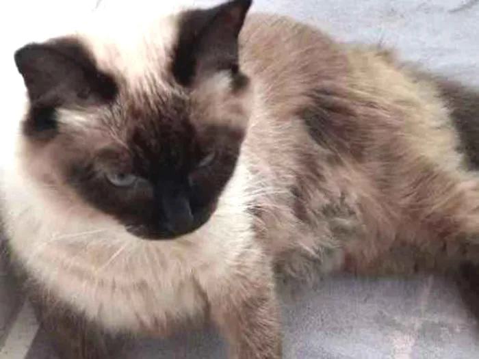Gato ra a Siamês  idade 2 anos nome Não tem