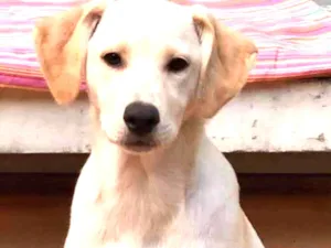 Cachorro raça Mix Labrador  idade 2 a 6 meses nome Max