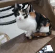 Margarida