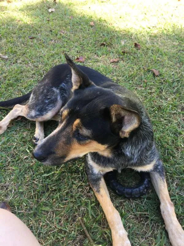 Cachorro ra a SRD idade 3 anos nome Mel