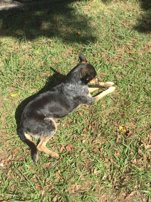 Cachorro ra a SRD idade 3 anos nome Mel