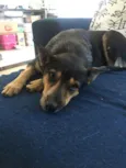 Mel