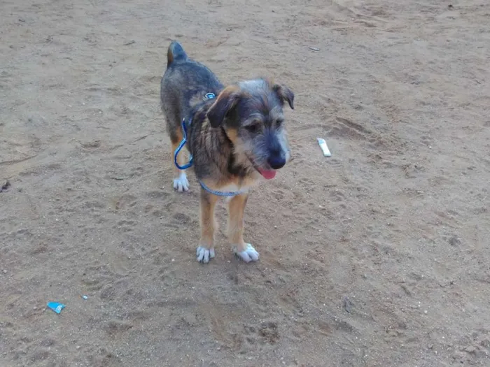 Cachorro ra a SRD  idade 2 a 6 meses nome Bingo 