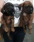 Lindos filhotes