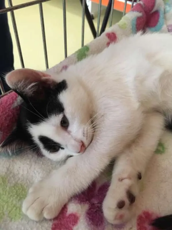 Gato ra a SRD idade 2 a 6 meses nome Apolo