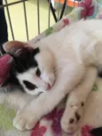 Apolo