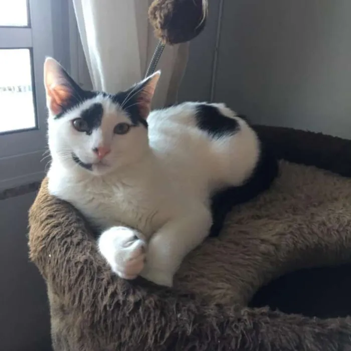Gato ra a SRD idade 2 a 6 meses nome Apolo