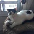 Apolo