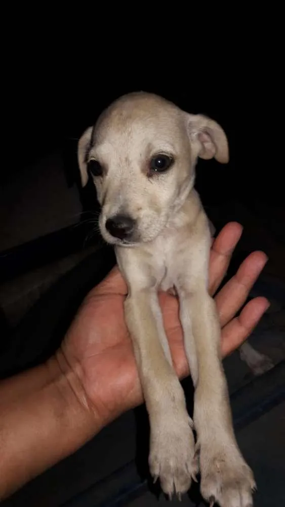 Cachorro ra a Vira-lata  idade Abaixo de 2 meses nome Sem nome 