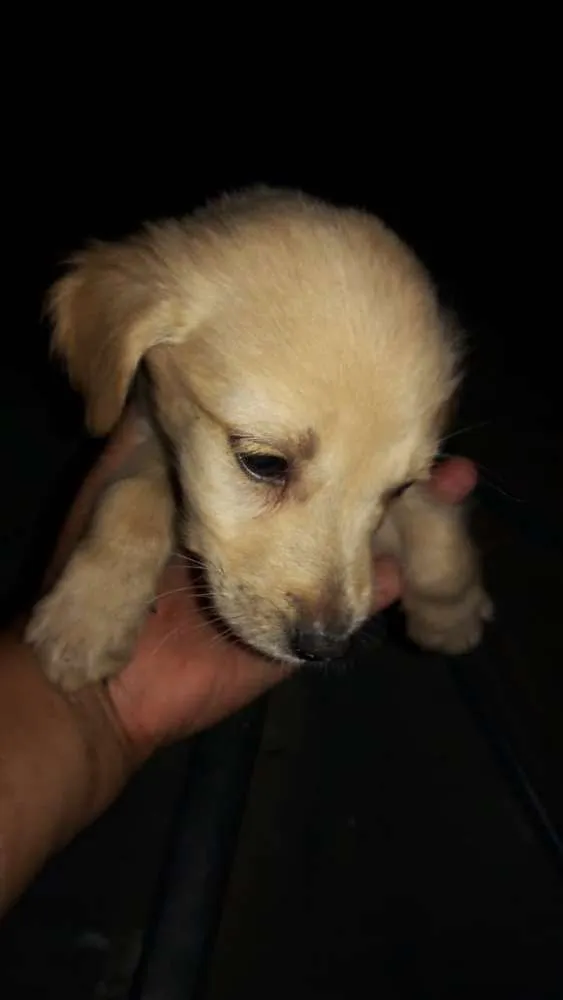 Cachorro ra a Vira-lata  idade Abaixo de 2 meses nome Sem nome 