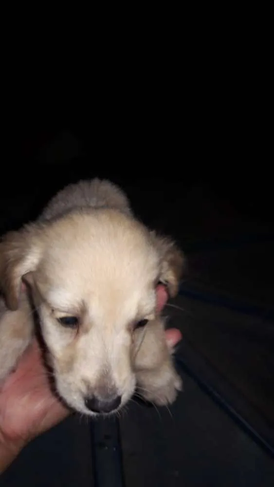 Cachorro ra a Vira-lata  idade Abaixo de 2 meses nome Sem nome 