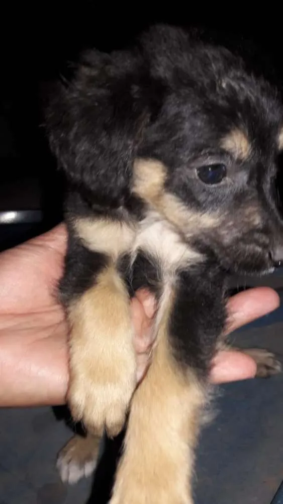 Cachorro ra a Vira-lata  idade Abaixo de 2 meses nome Sem nome 