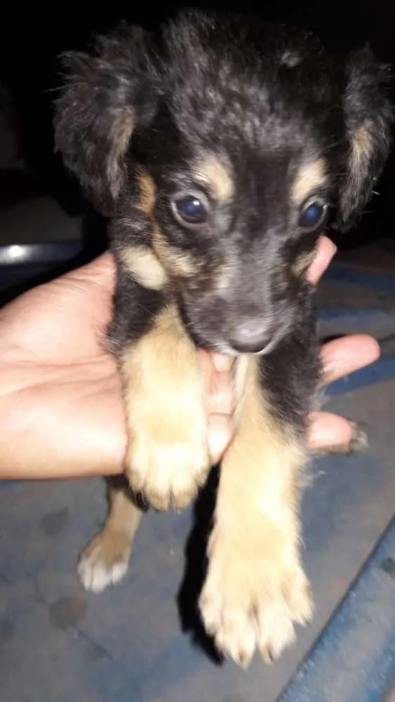 Cachorro ra a Vira-lata  idade Abaixo de 2 meses nome Sem nome 