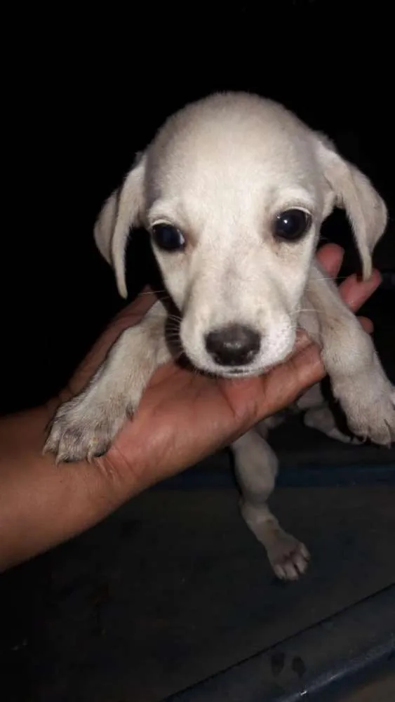 Cachorro ra a Vira-lata  idade Abaixo de 2 meses nome Sem nome 