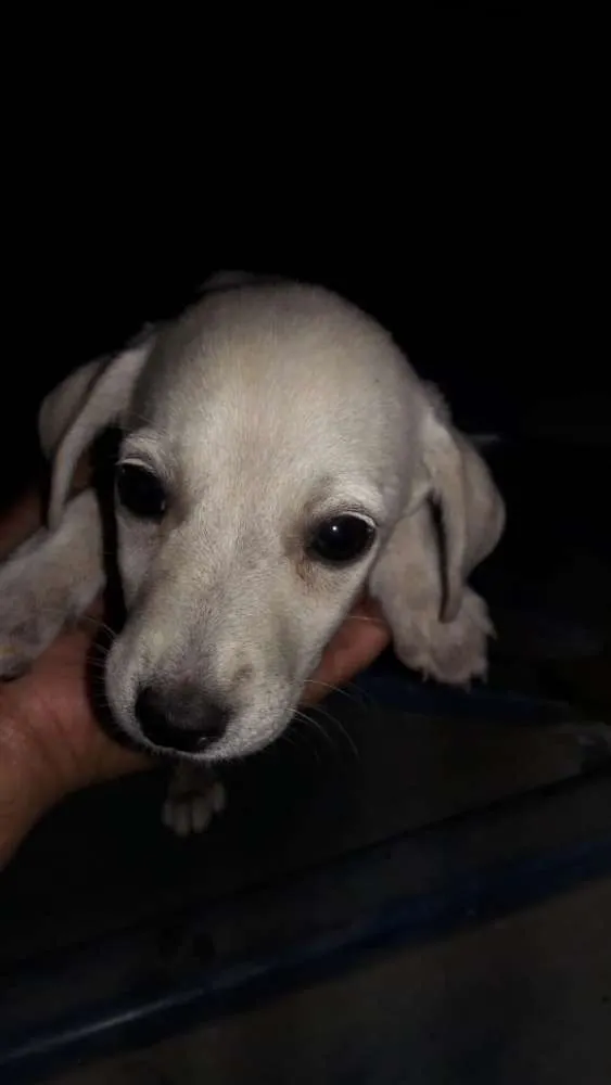 Cachorro ra a Vira-lata  idade Abaixo de 2 meses nome Sem nome 