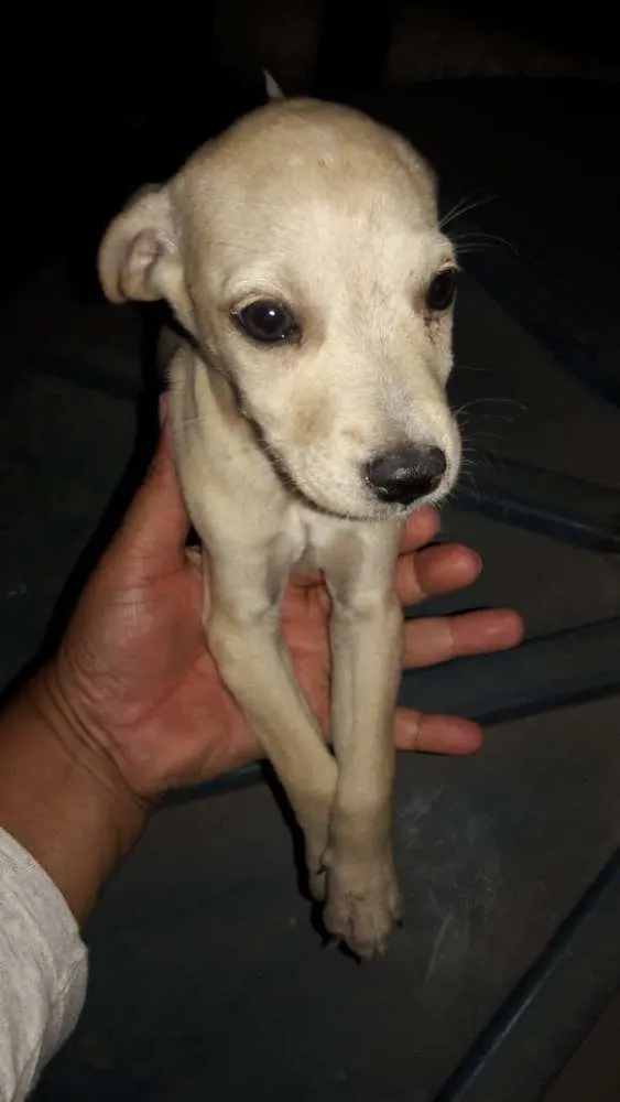 Cachorro ra a Vira-lata  idade Abaixo de 2 meses nome Sem nome 