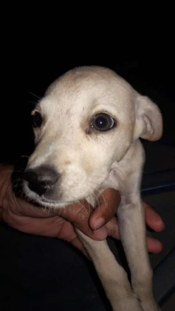 Cachorro ra a Vira-lata  idade Abaixo de 2 meses nome Sem nome 