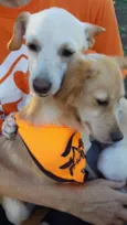 Molly e Polly